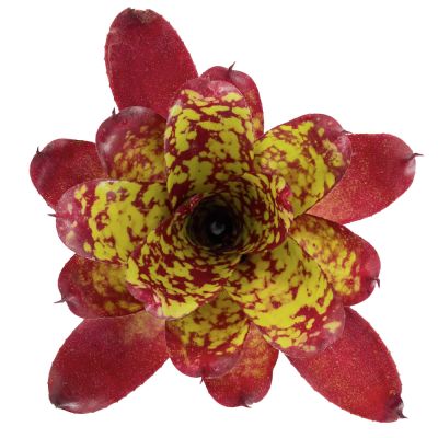Neoregelia Winnie the Pooh