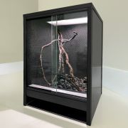 rainforest 1