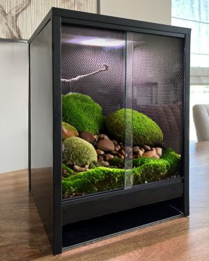 Mini Ecosystem Rainforest