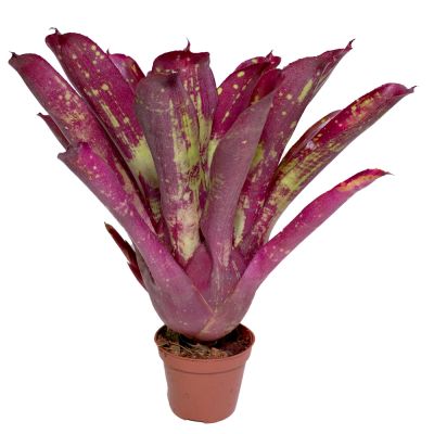 Neoregelia Red Tone type 2