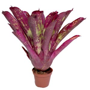 Neoregelia Red Tone type 2