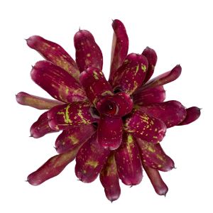 Neoregelia Red Tone type 2