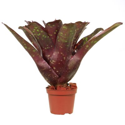 Neoregelia Royal Burgundy x Fireball