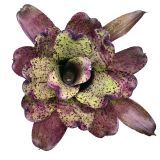 Neoregelia Shamrock