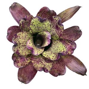 Neoregelia Shamrock