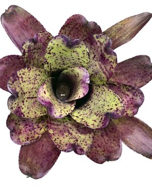 Neoregelia Shamrock