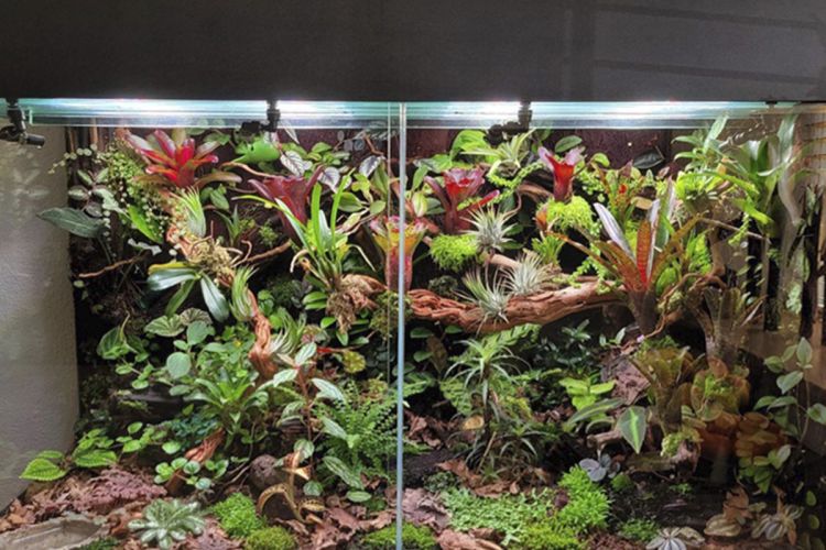 Show terrarium kopen