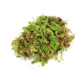 Sphagnum moss