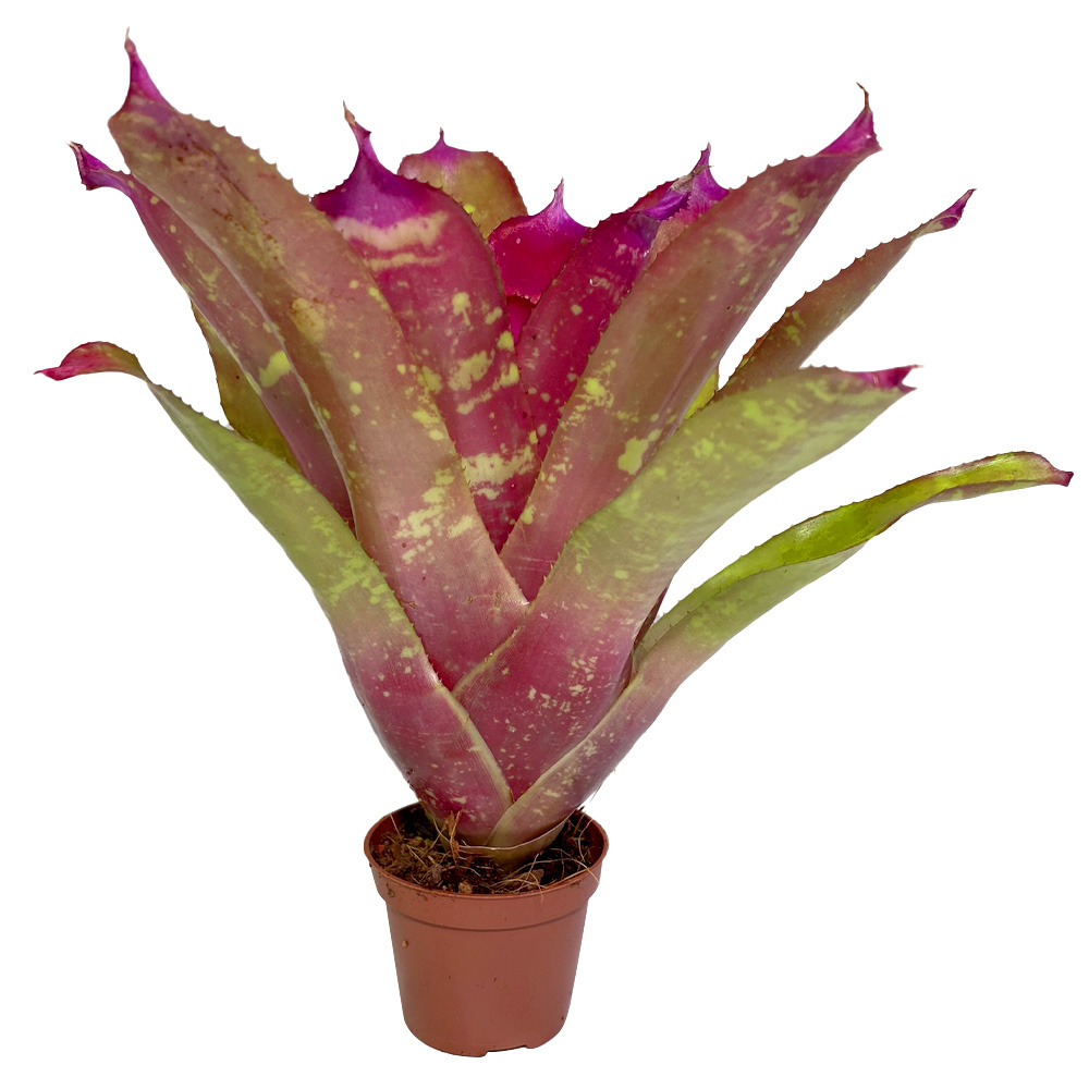 neoregelia super pink tone side