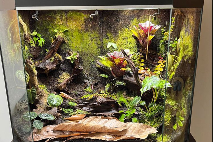 Terrarium in de woonkamer