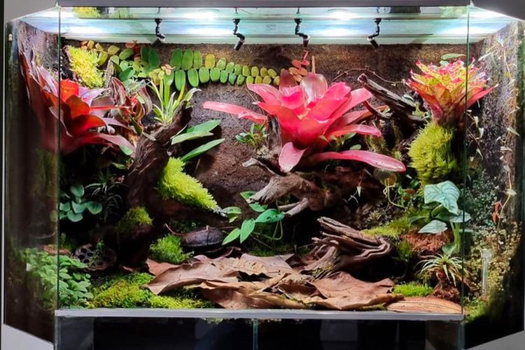 terrarium met bromelias woonkamer