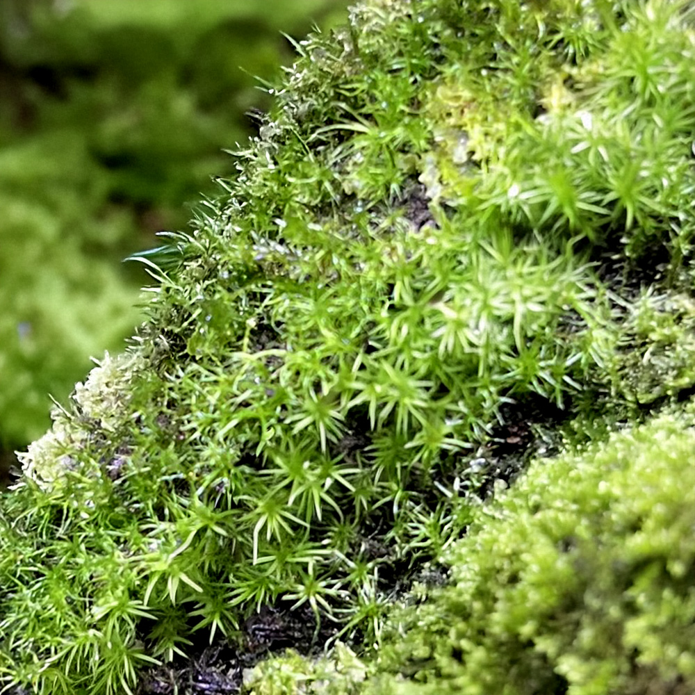 terrarium moss