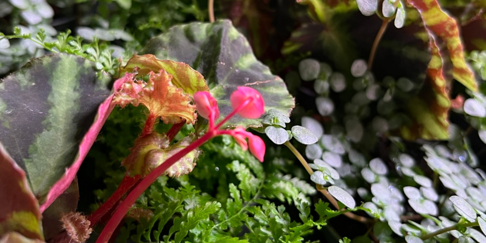 terrarium planten verzorgen