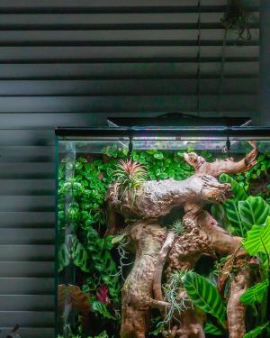Terrarium lighting