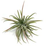 Tillandsia Ionantha Ionantha