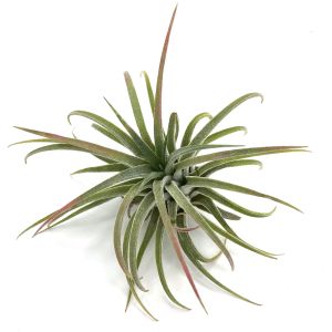 Tillandsia Ionantha Ionantha
