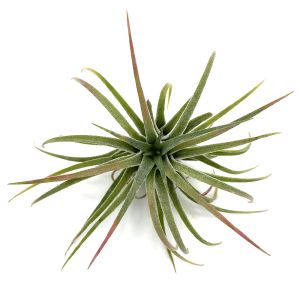 Tillandsia Ionantha Ionantha