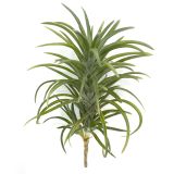 tillandsia neglecta