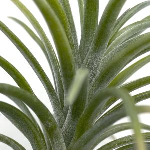 Tillandsia Neglecta