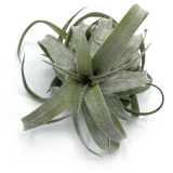 Tillandsia Streptophylla Red Cone