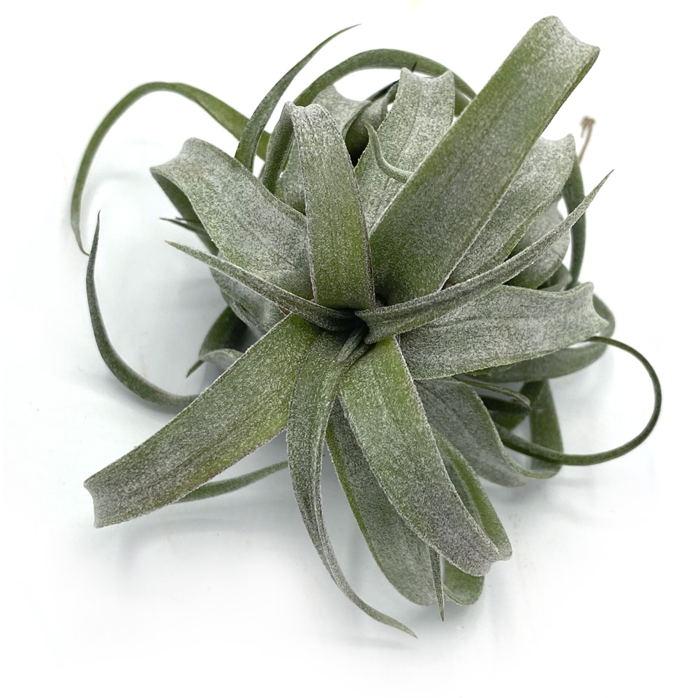 Tillandsia Streptophylla Red Cone