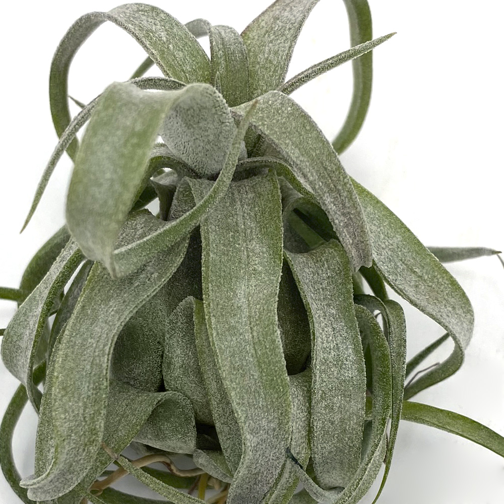Tillandsia Streptophylla Red Cone 2