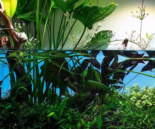 Vivarium