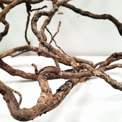 WIO Elder Root