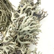 WIO Bits Lichen