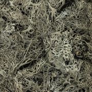 WIO Bits Lichen