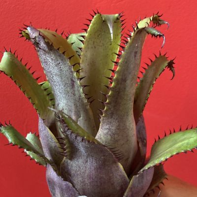 xHohenlaeaicum Darth Vader